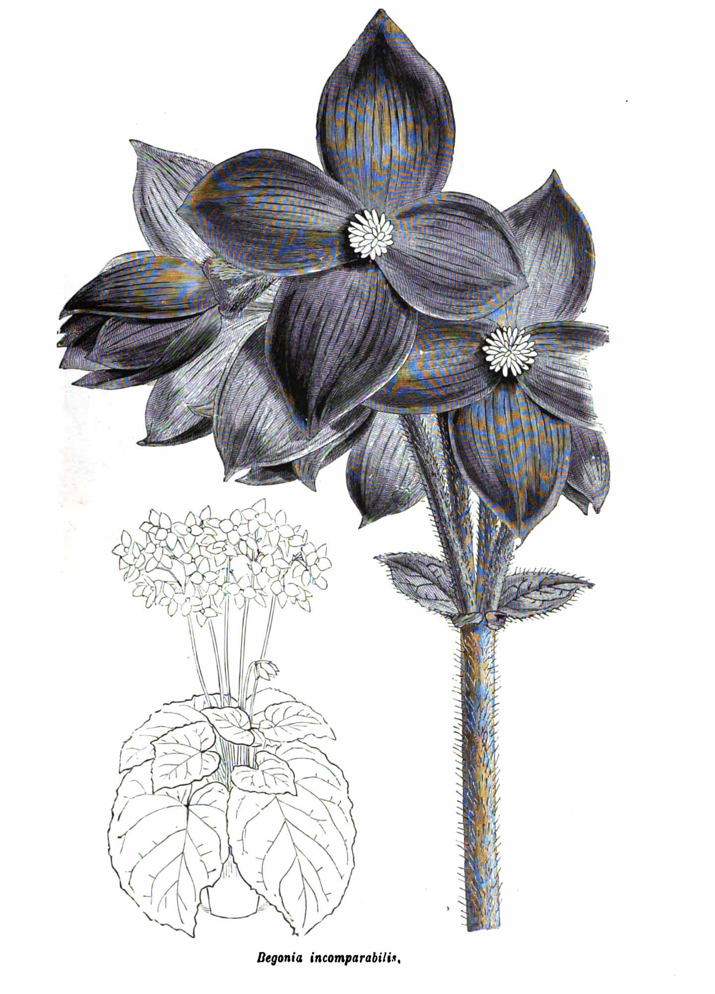 B. ‘Incomparabilis’
